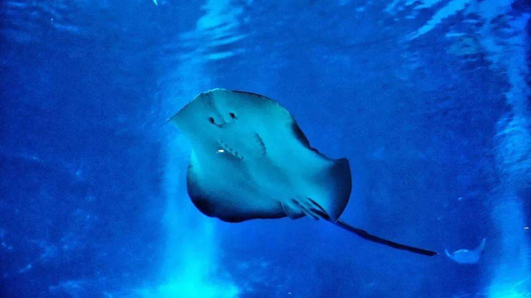 可爱的海豚,北太平洋巨型章鱼俗称魔鬼鱼但却性情温驯的巨大生物鬼