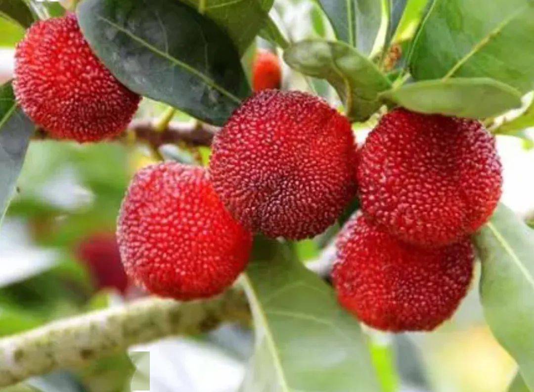 自2月中旬以来,云南省红河哈尼族彝族自治州石屏县杨梅陆续成熟上市