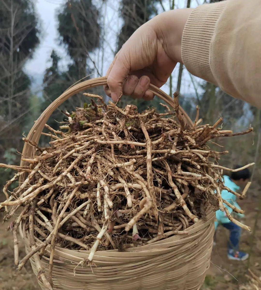 这几天,一半的四川人看了这个画面都坐立难安_野菜_折耳根_锄头