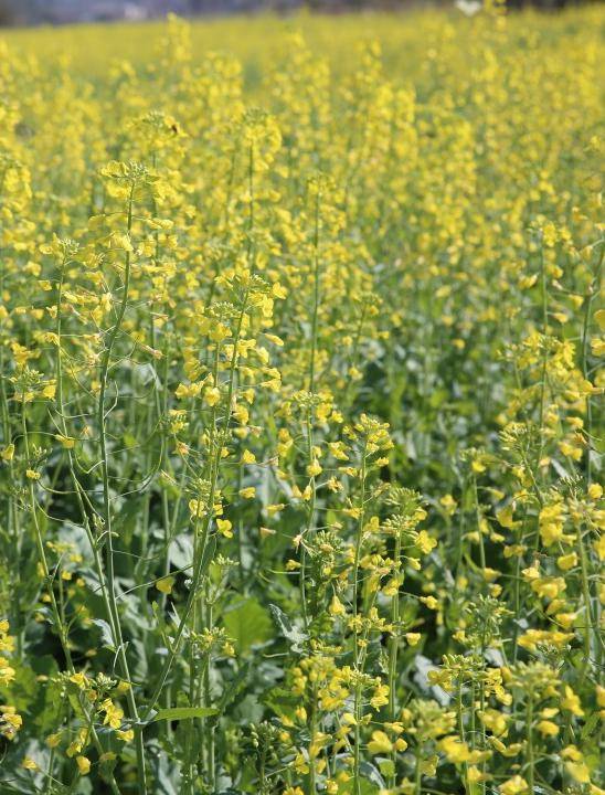 附各地打卡点当广西迎来油菜花的季节你该出门走走了