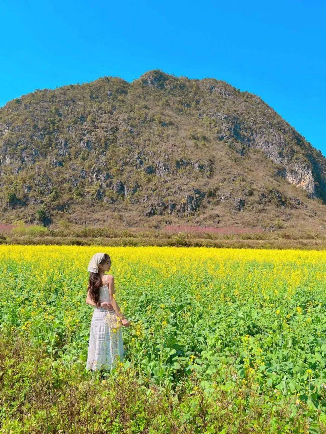 附各地打卡点当广西迎来油菜花的季节你该出门走走了