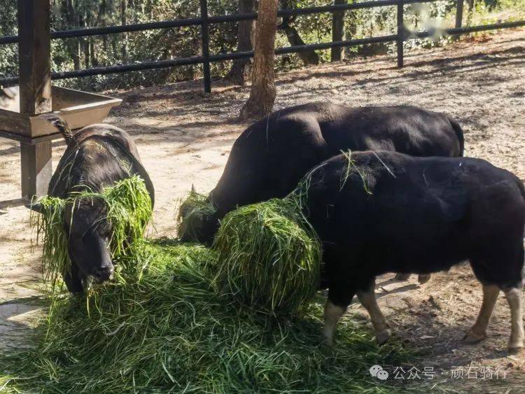 不理人的驼鸟向来胆小的梅花鹿,也会过来吃草与人亲近的驼羊你好!