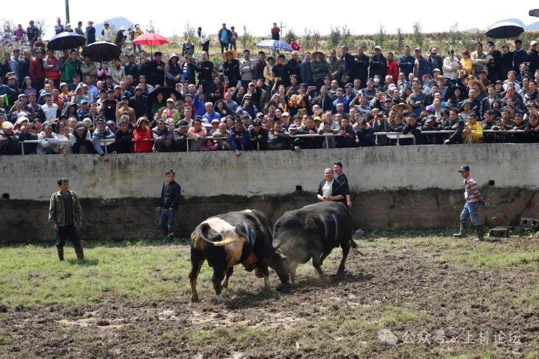 燃爆了!今天(二月二)上林木山乡卢於春社民俗活动现场人山人海