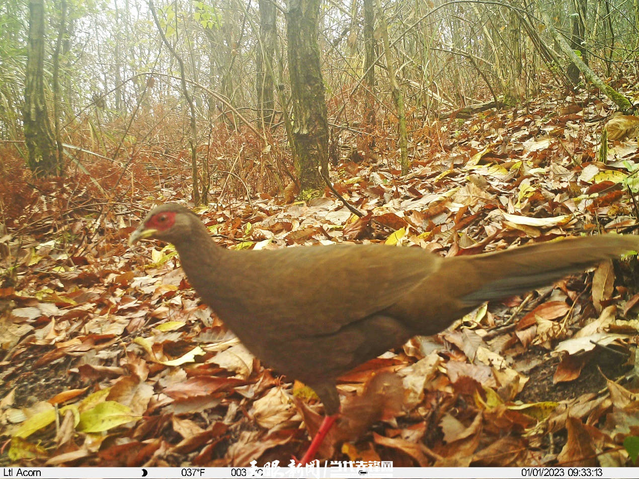 生态保护阿哈湖国家湿地公园发现国家二级保护动物白鹇