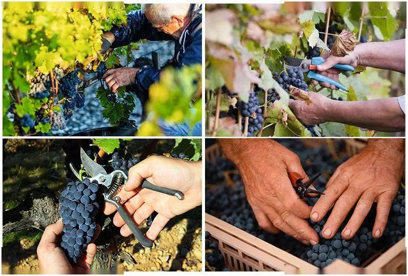 不到1折世界葡萄酒大奖赛16年金奖aop干红酿酒大师典藏款