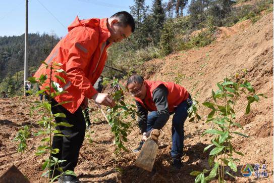 泸溪公路志愿者们来到泸溪二中义务植树点开展义务植树活动