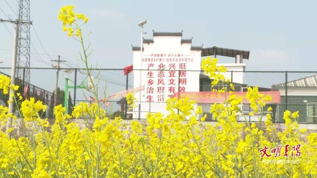 诗画耒阳之大和圩乡油菜花开遍地黄田园披上美人妆