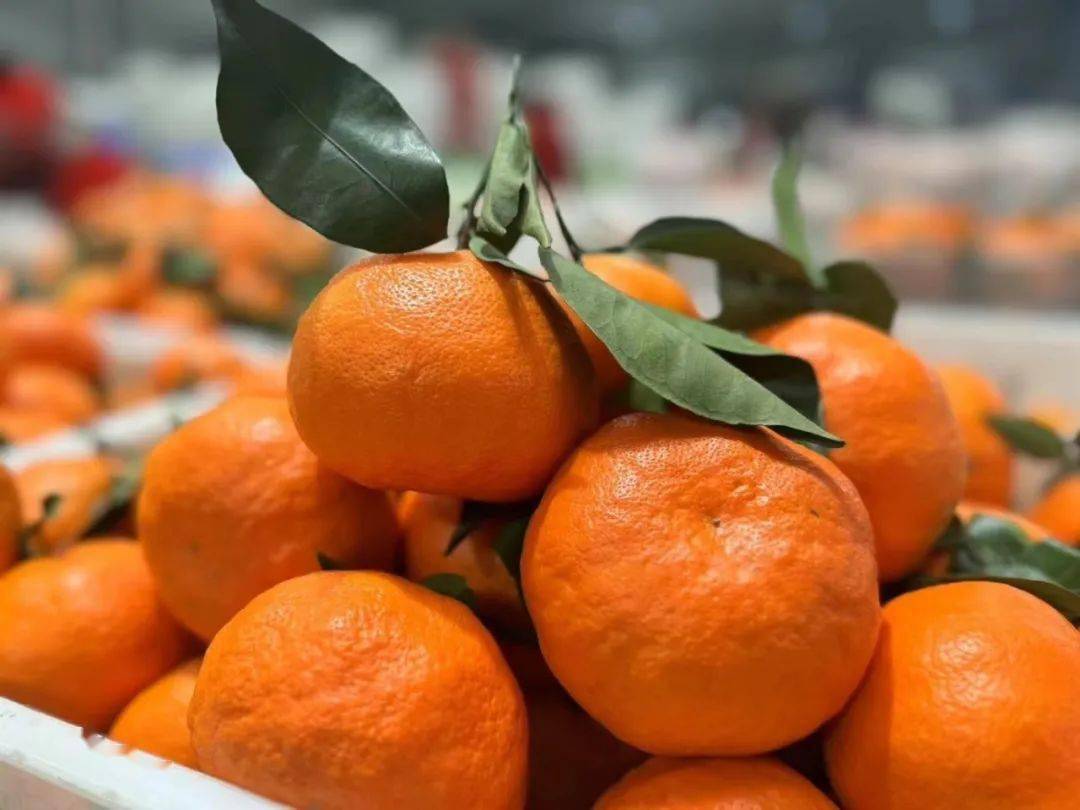 耙耙柑升级版甜度堪比哈密瓜明日见柑橘皮薄肉嫩香甜细腻