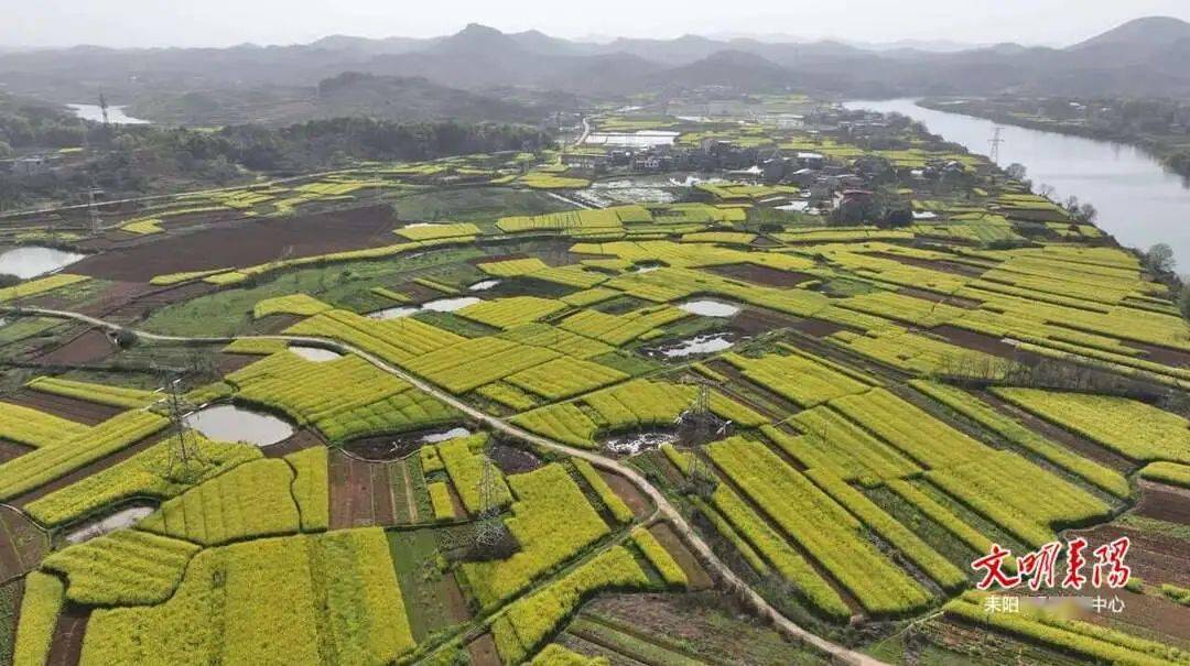 诗画耒阳之大和圩乡油菜花开遍地黄田园披上美人妆