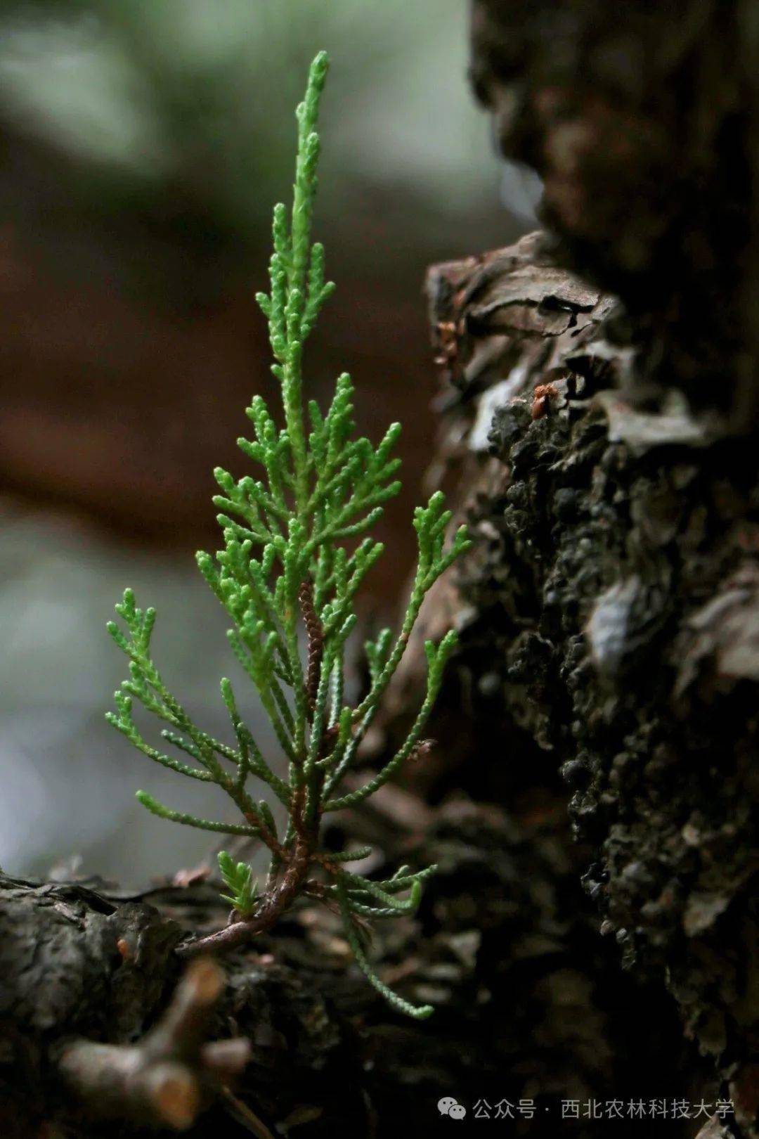 嗨今天浇个朋友文末抽奖充植