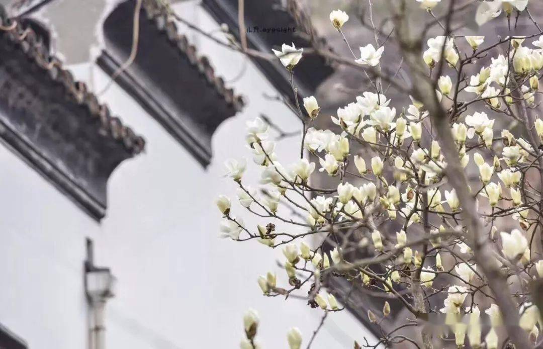 玉兰花开又花落马亚伟