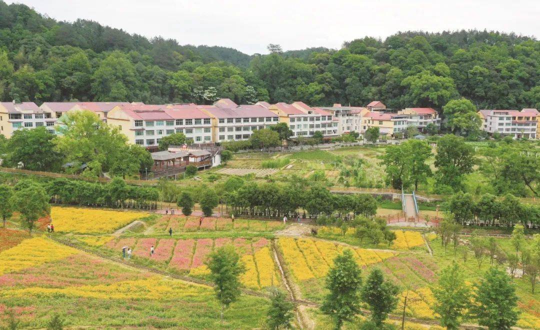 邦村沙县官庄国有林场杉木大径材福建省将乐县龙栖山森林康养小镇近日