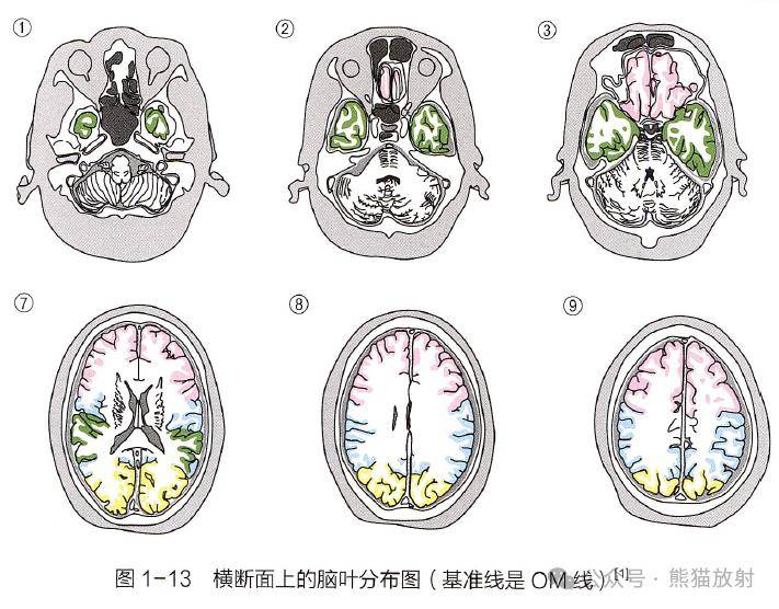 腦血管的供血區域與腦葉的分佈