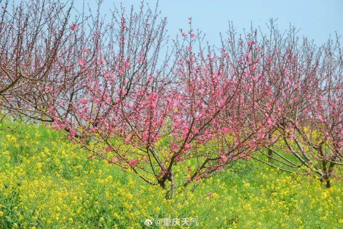 阴雨再次上线 未来三天重庆难觅春阳_气温_天气_阴天