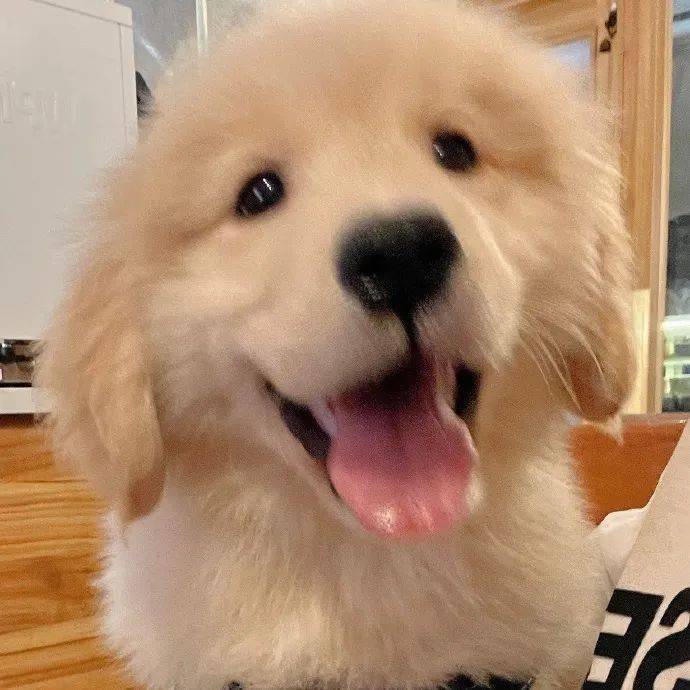 头像头像来啦宝贝们