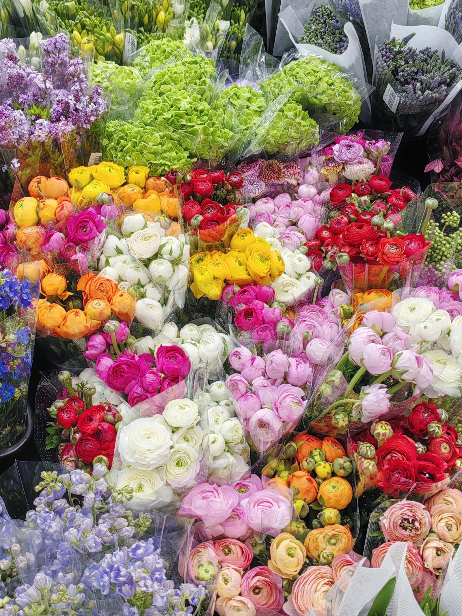 鲜花种类繁多△香雪兰