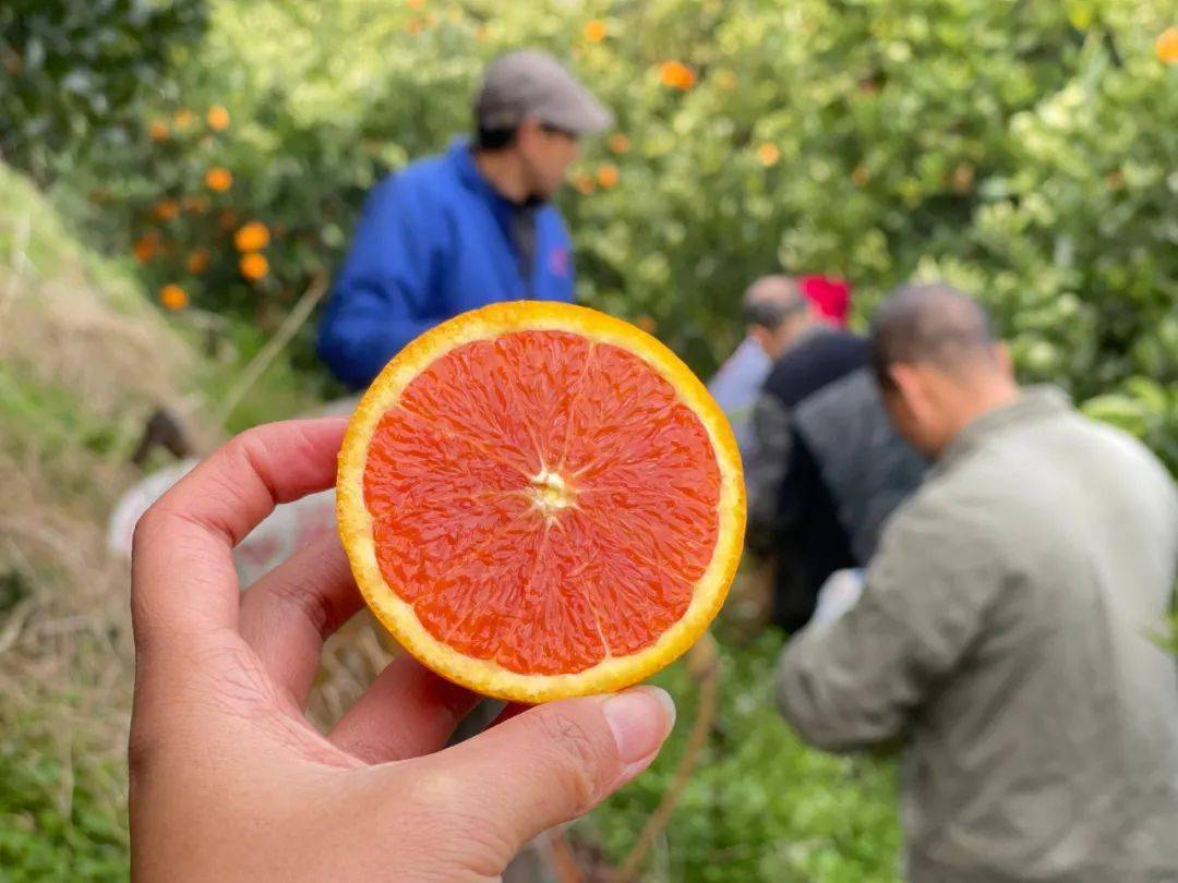 20万斤中华红血橙249箱包邮秭归老农精心种植肩挑背扛出大山期待您的