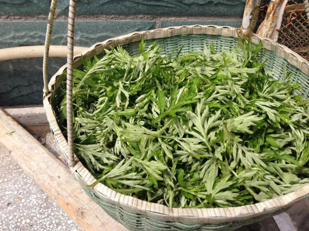 这种叶子神通广大药食两用不能错过的养生好物