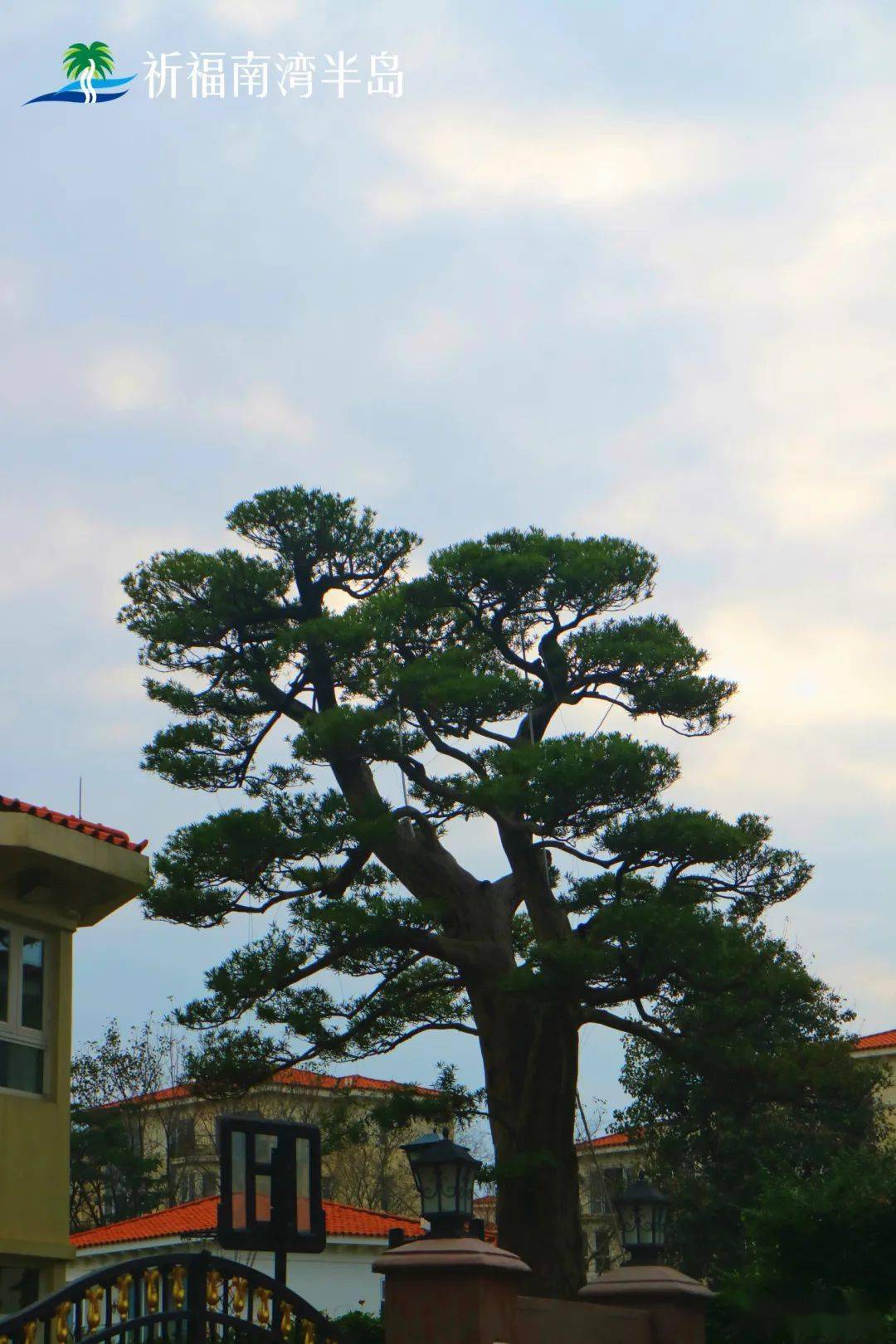 学名_松树_乔木