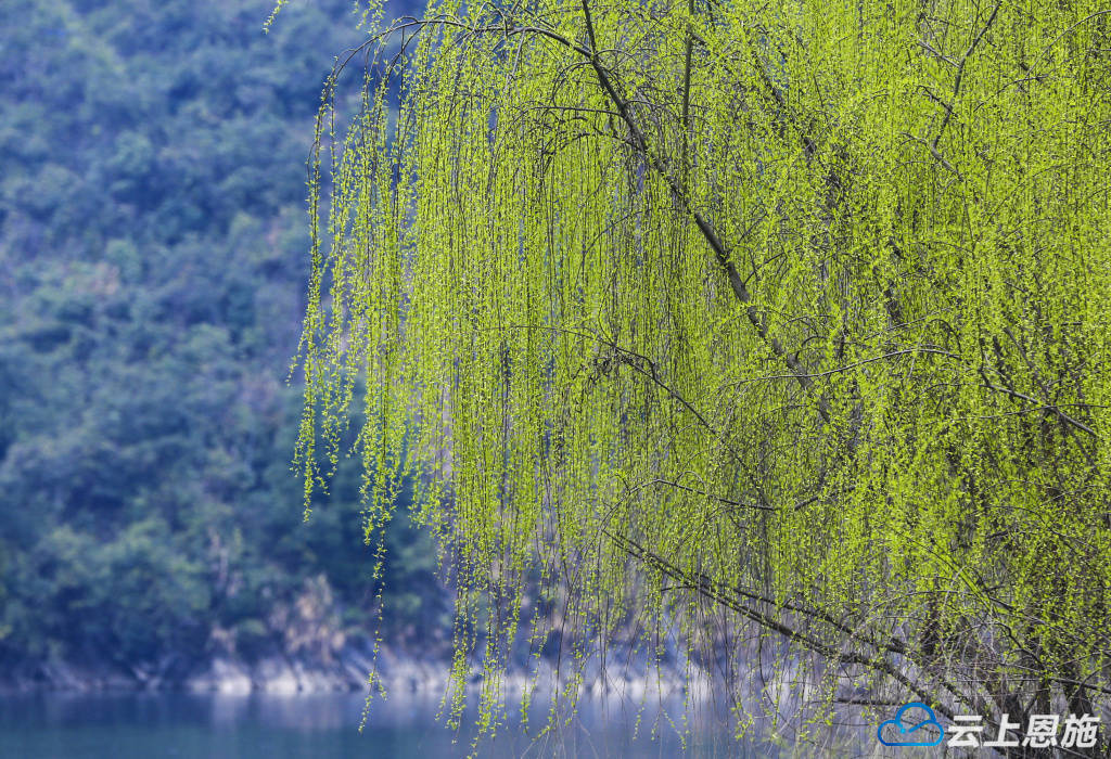 诗画鹤峰青青河边柳