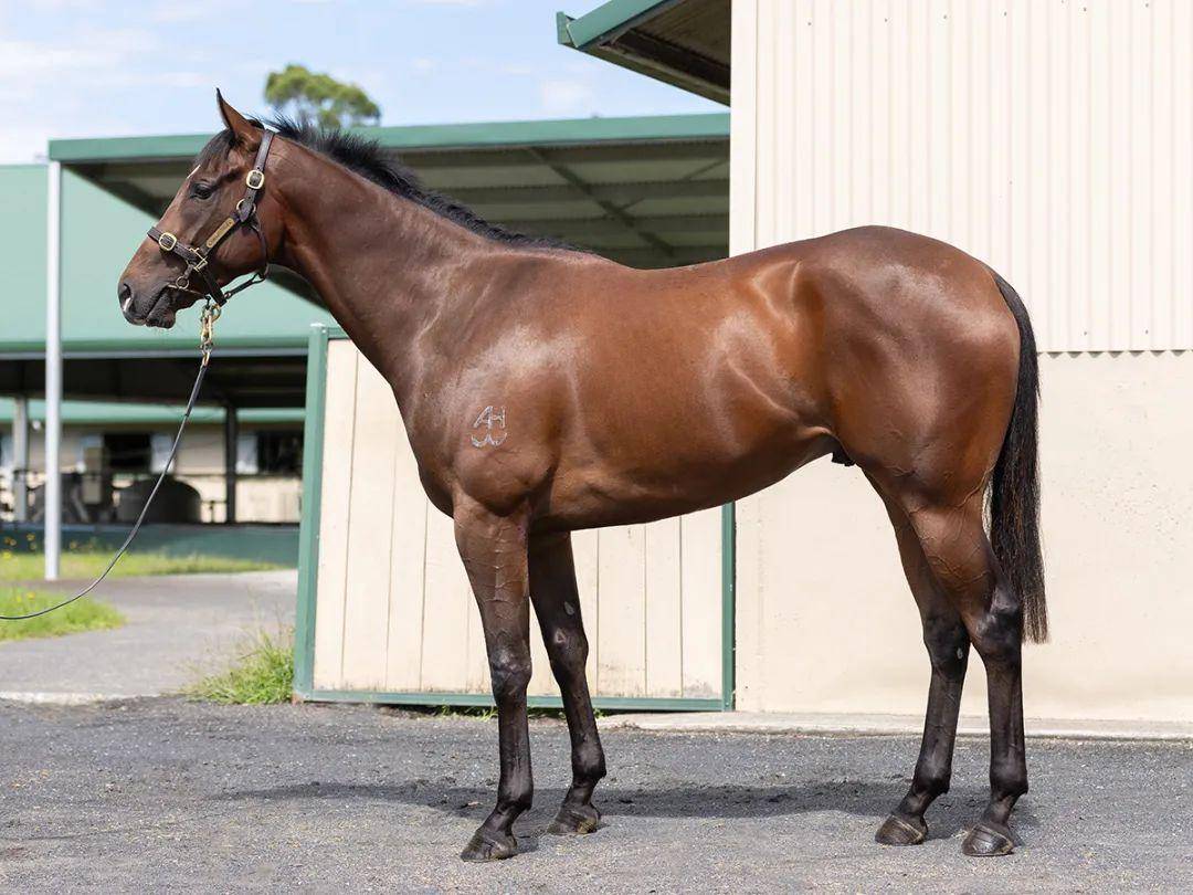 迪拜酋长麾下澳洲冠军种马尽善尽美退役