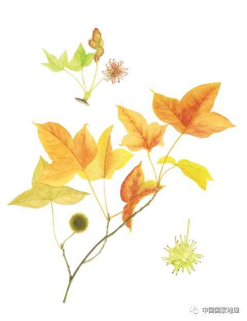 行道树_果实_树叶