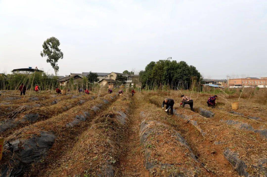 我们社区基地种植的100多亩葛根,与种植大户秦卫东签订了销售合同