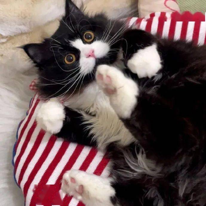 头像| 323038 38363534奶牛猫_男女_来自_网络