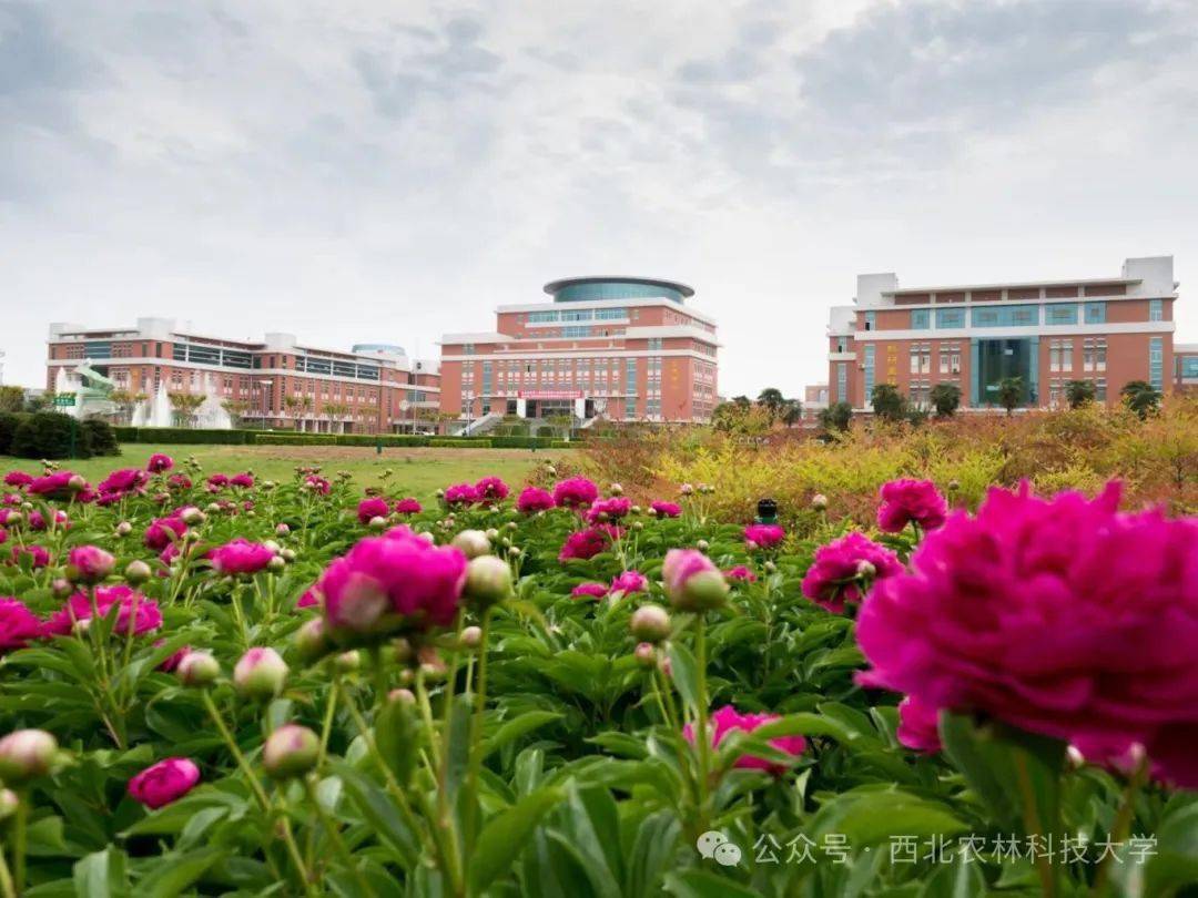 校园_绿化_活动