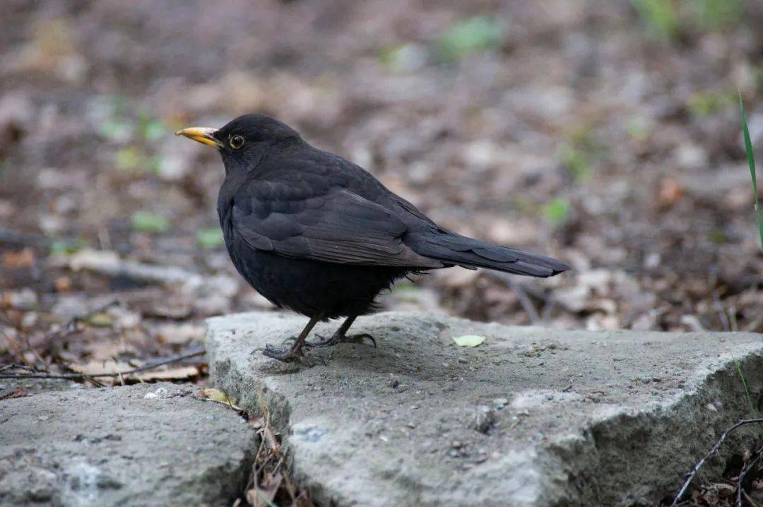 八哥擅长学舌,人人皆知,但乌鸫的唱功也不差,很多其他鸟的叫声,它都能