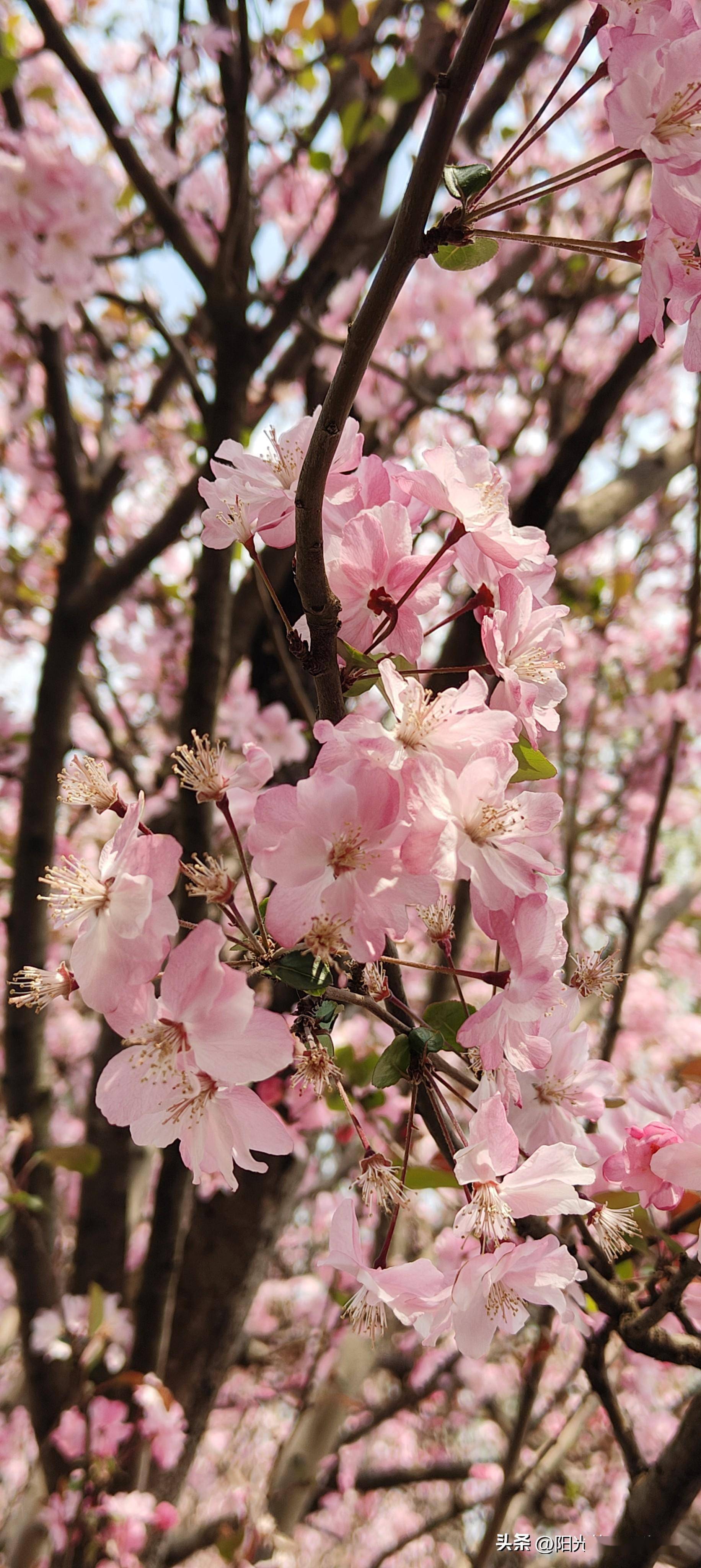 春意盎然,鲜花烂漫图片