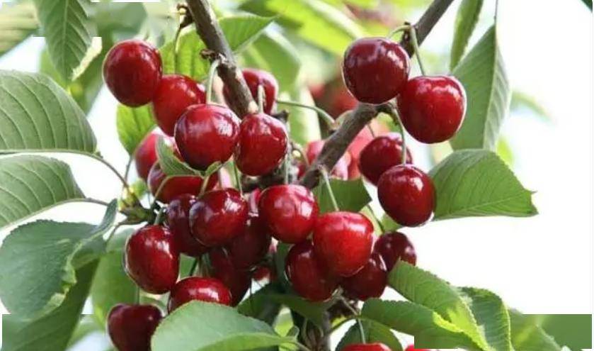 四川汉源县排名第二,全县甜樱桃种植面积已达5万余亩,年产量15000多吨