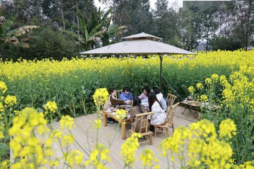 建设青年发展型城市|来新津,上春山,下花田!_天府_成都_梨花