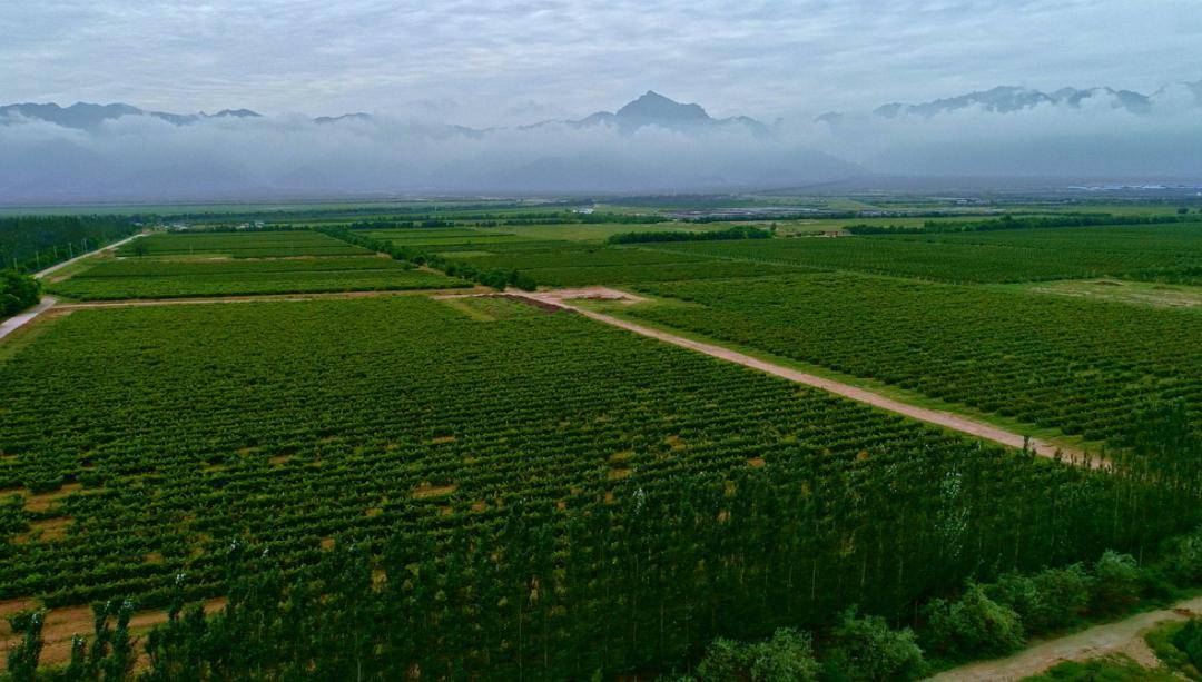 宁夏二十一景宁夏酒堡走进贺兰山东麓追寻紫色梦想的浪漫