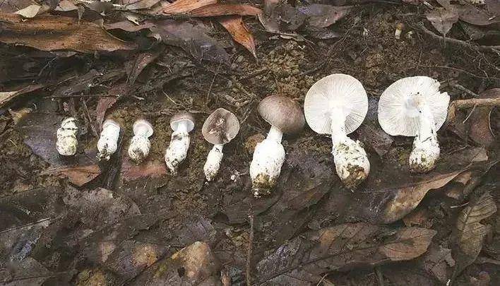 死亡率高深圳官方提醒千万别吃