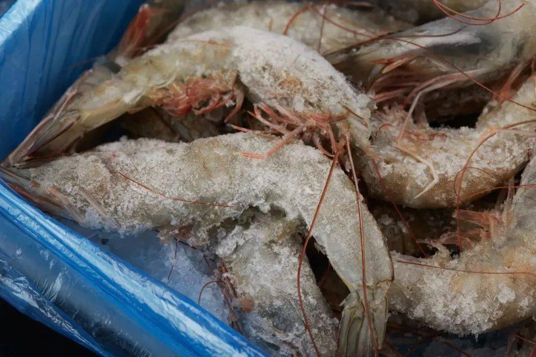 新鲜q 弹,一吃就爱上的虾仁,竟然这么划算!_虾肉_湛江_大虾