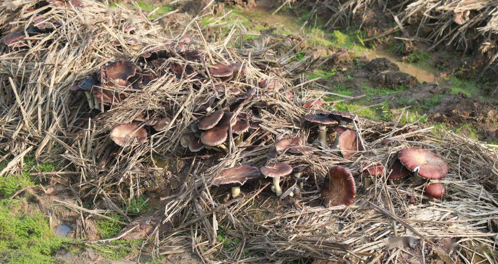 基层合江县各类农产接连迎来丰收