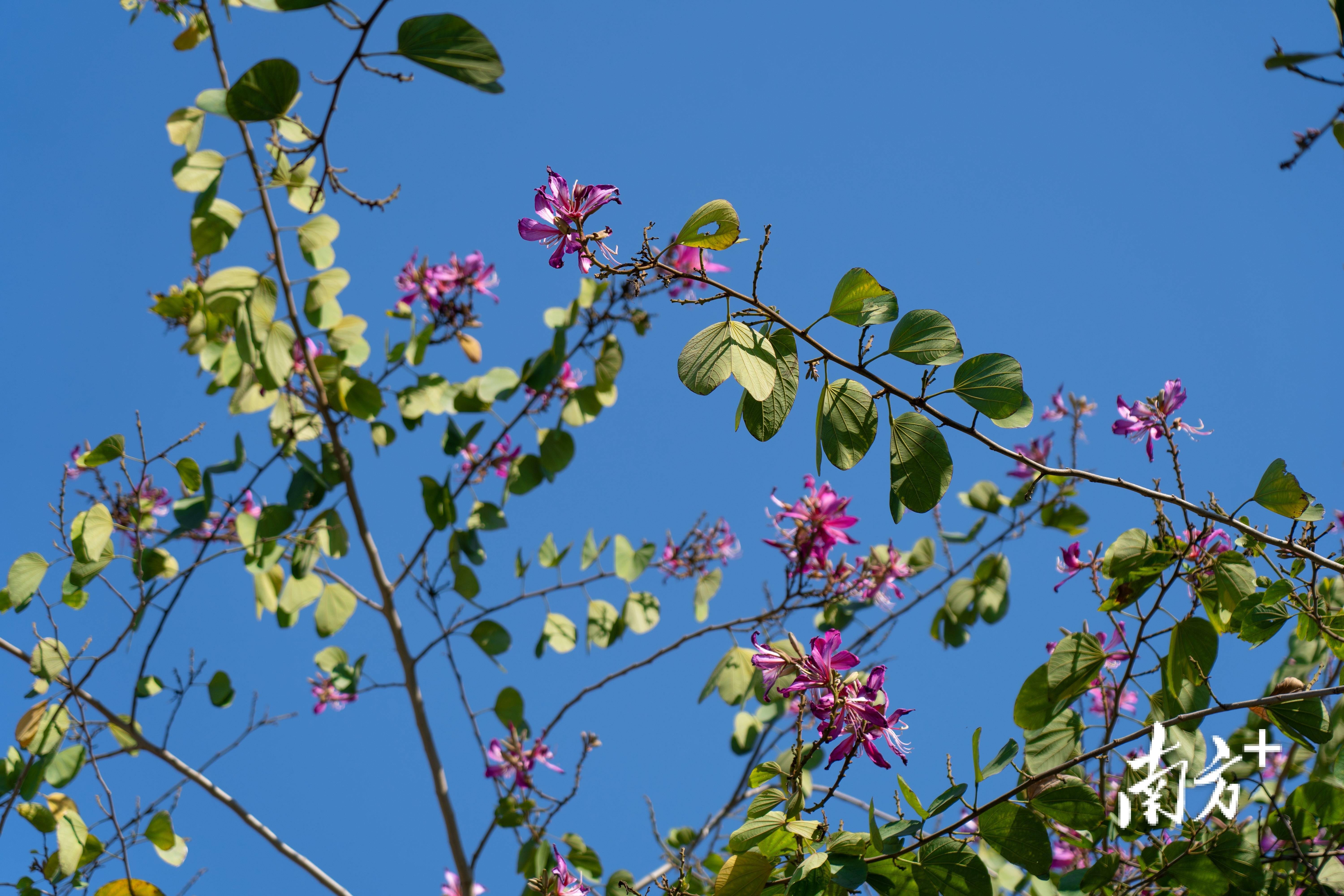 多图|春花烂漫,揭阳春日氛围感满满