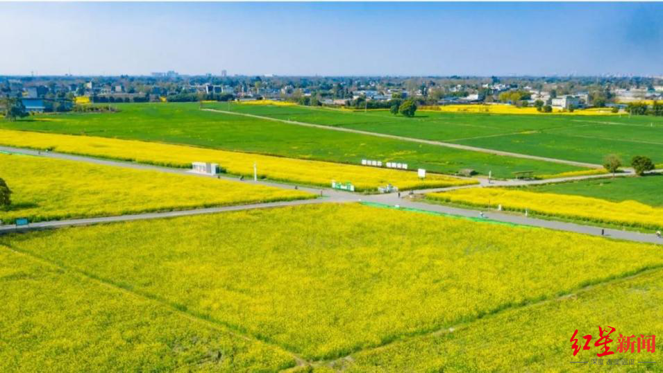 四川油菜花景点在哪里图片