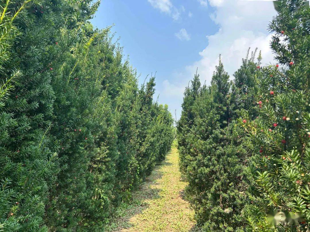 坚守20年,宿迁两位老人守护3万棵红豆杉