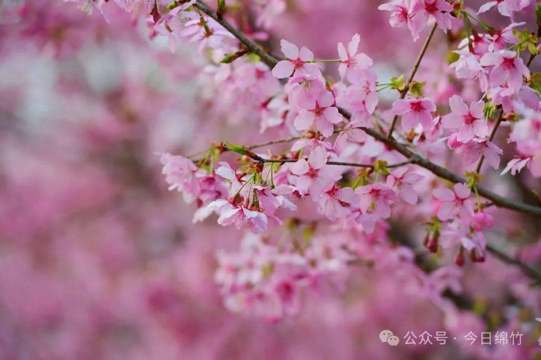 sakura樱花浪漫时