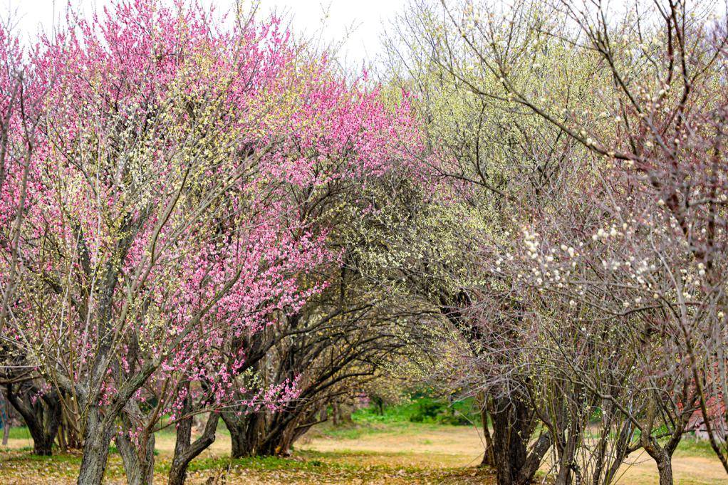 「明显陵」part01钟祥明显陵→万紫千红植物园→汇源农谷体验园线路二