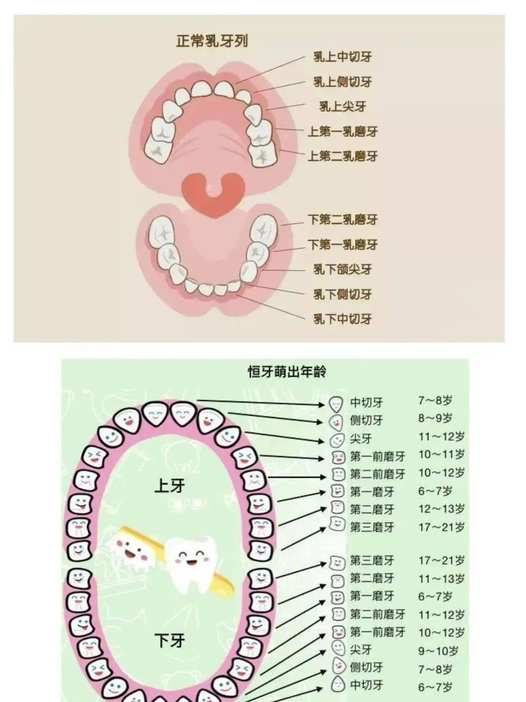 一共多少颗牙齿图片