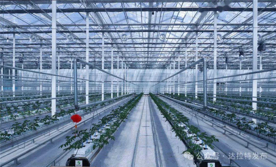 智慧农业新亮点达拉特旗35万平方米文洛式玻璃智能温室投入使用