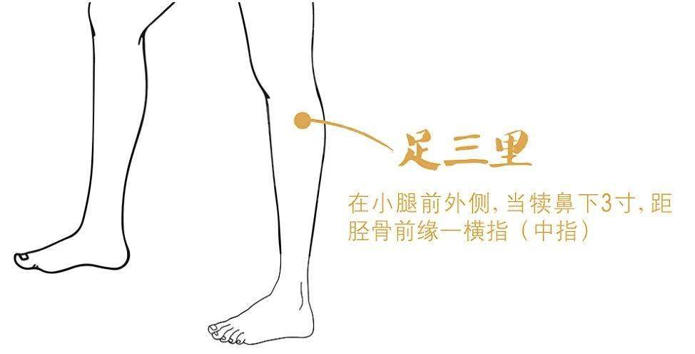 4,足三里:这是一种有多种功效跟外散之处,而且在双腿的膝盖外下方三指