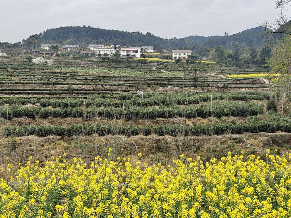 荣县长山镇:春茶采摘茶农笑 壮大产业新希望_茶叶_青龙村_集体