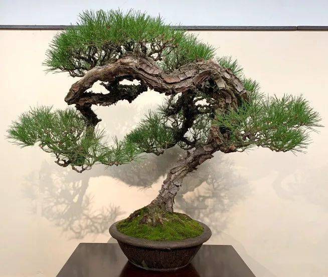 盆景展(滇池会展中心)铜奖▲云南王长伍作品《回头望月》(尖叶木樨榄