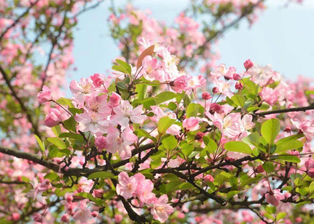 烟花三月,春暖花开,来东丽赴一场繁花盛宴!_地点_东丽区_海棠花