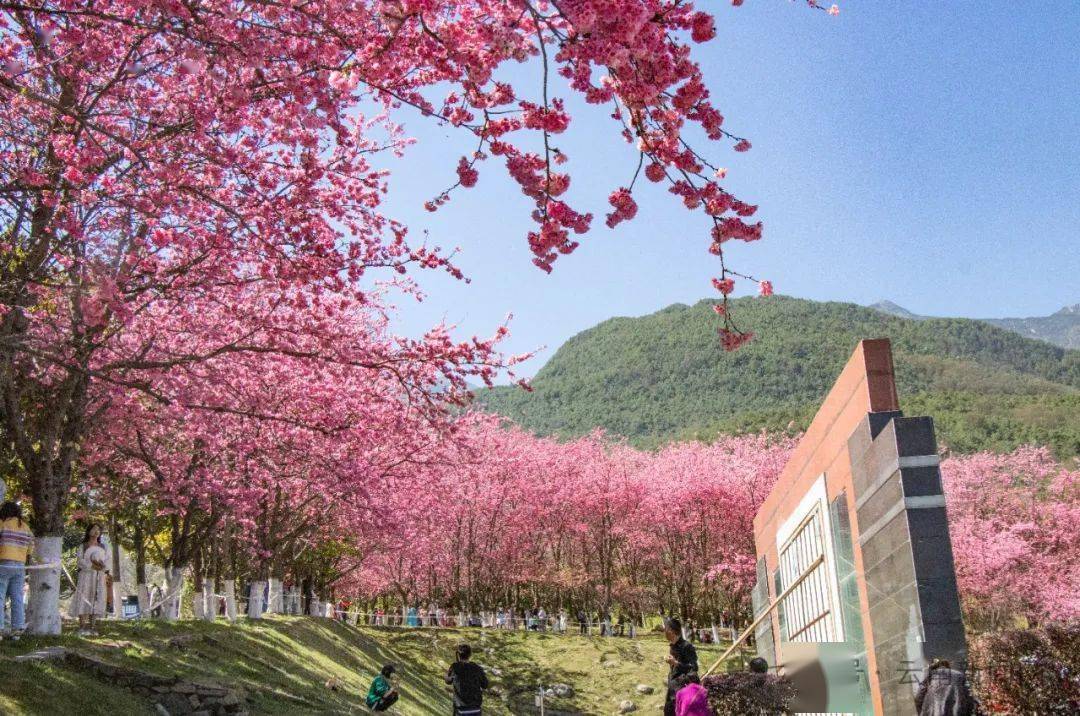 大理大学樱花节开放日图片