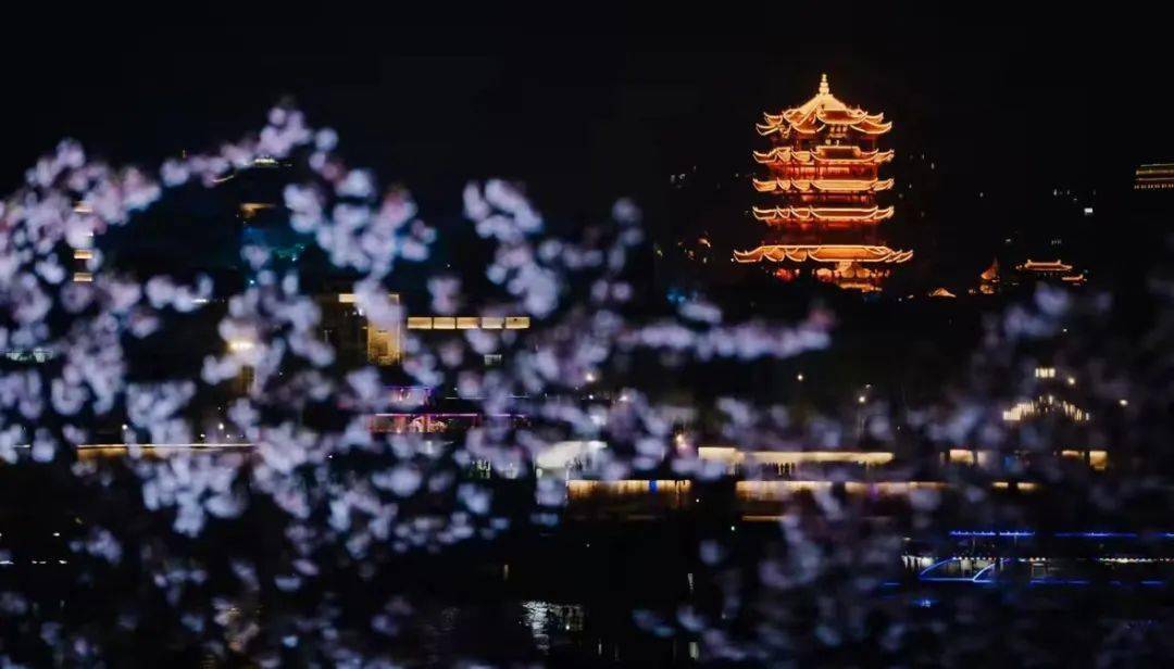 宁波樱花公园夜景图片